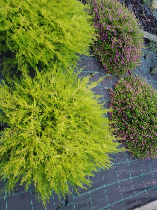 Diosma rasteiro planta
