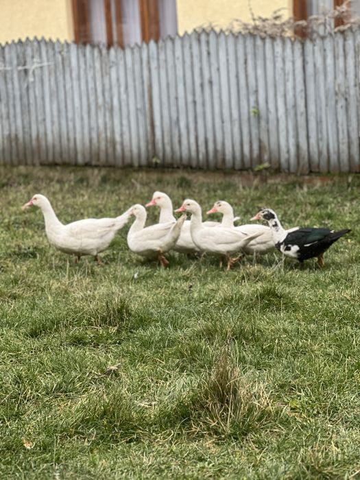 Продам утки и селюзень