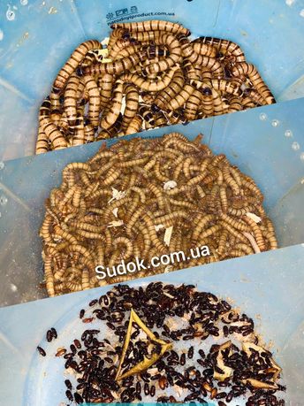 кормовые насекомые мраморный таракан.туркменский туркмен сверчек