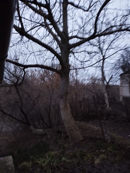 Дерево горіха під зріз