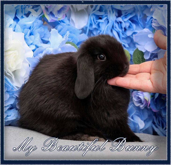 Piękny i młody Króliczek 100% Mini Lop - BLACK
