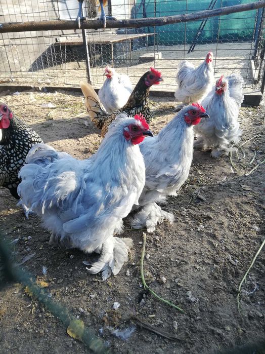 kochiny miniaturowy i sebrytki