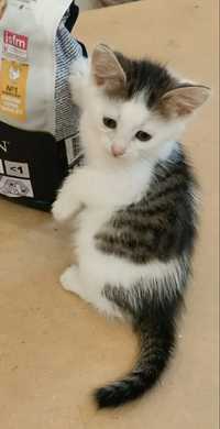 Отдам серо-белого котенка, девочка, 1 месяц