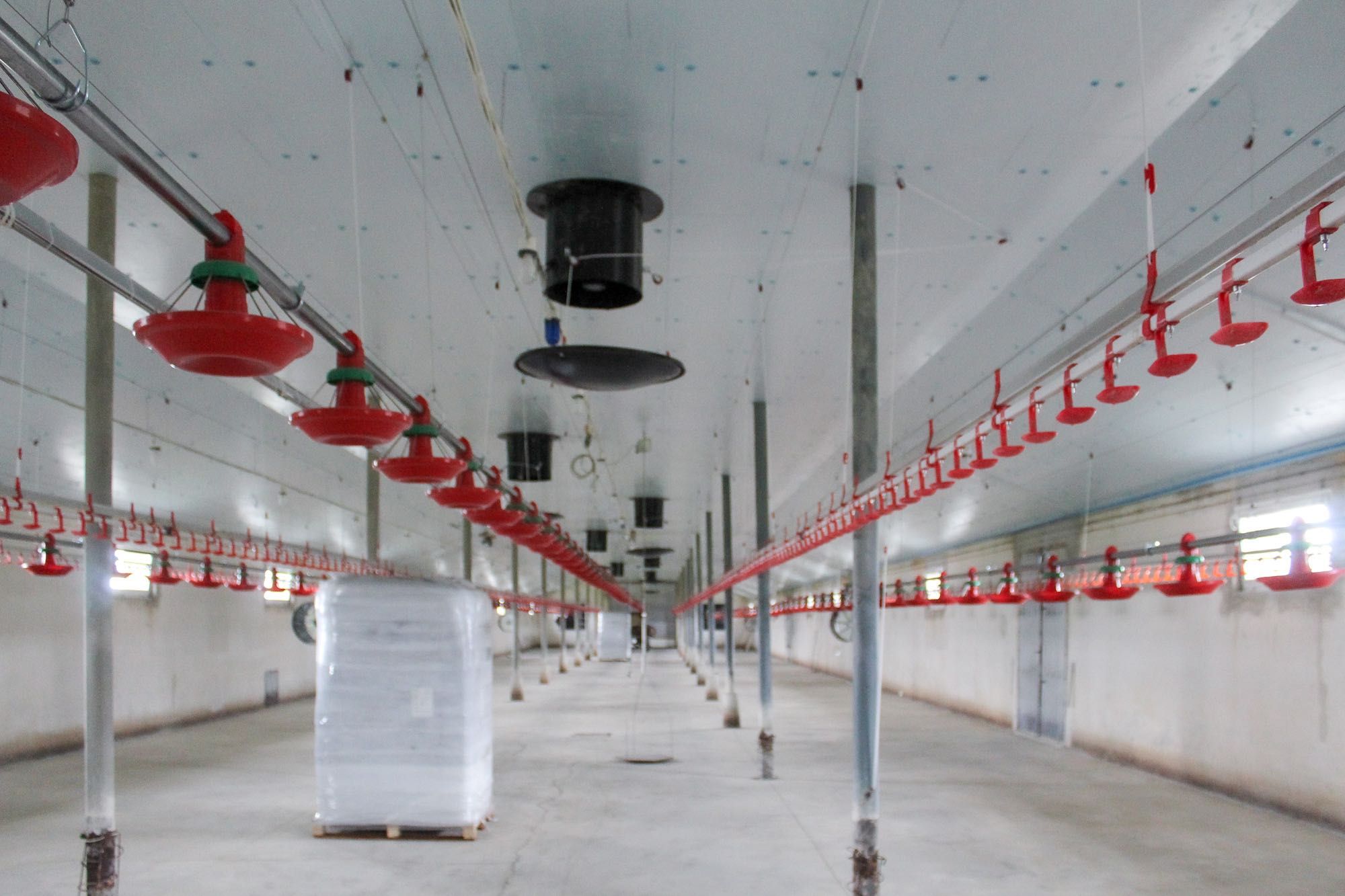 Izolacja Ocieplenie Sufit do Chlewni Obory Kurnika Styrodur XPS AGRO