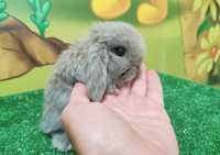 Piękny Mini Lop izabella   królik baranek miniaturka teddy beżowy