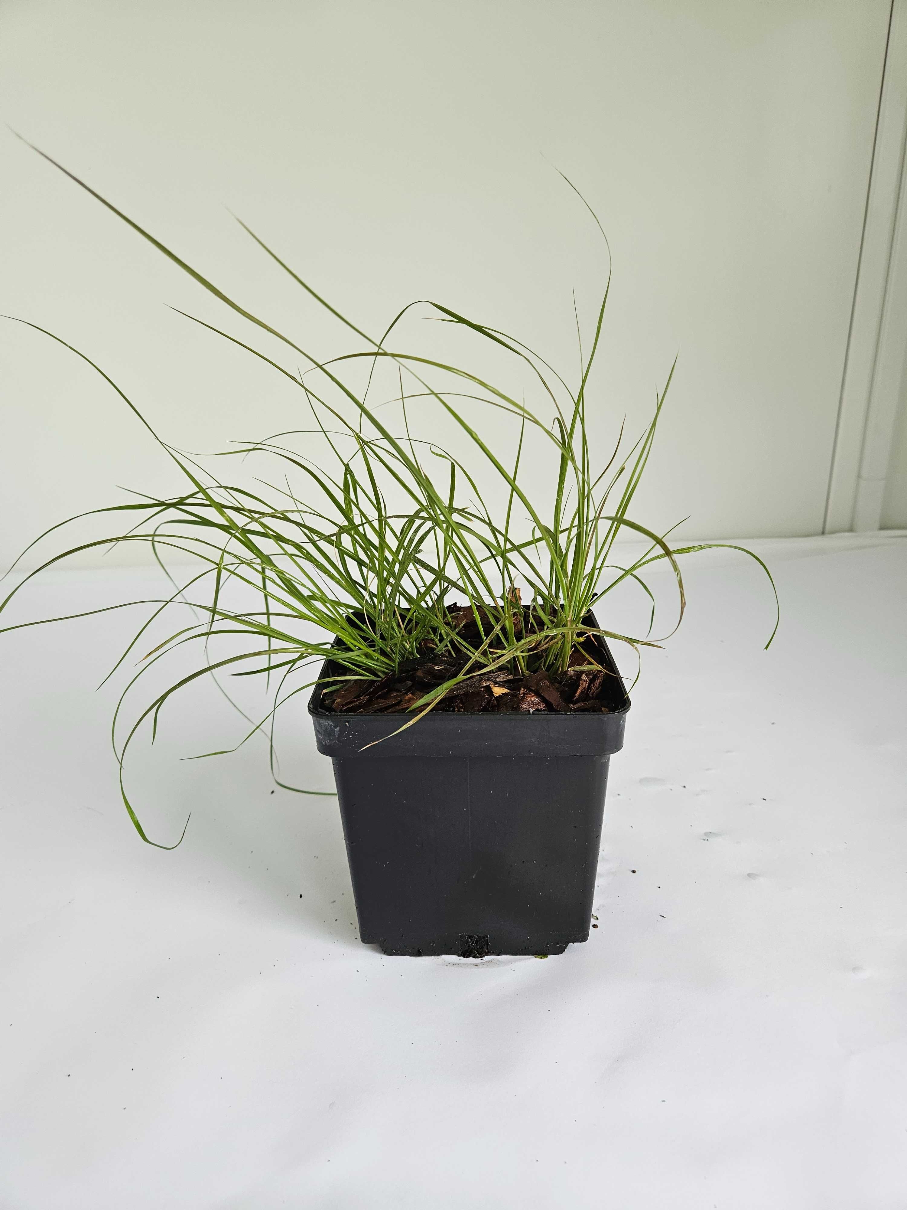 Rozplenica japońska 'Little Bunny'