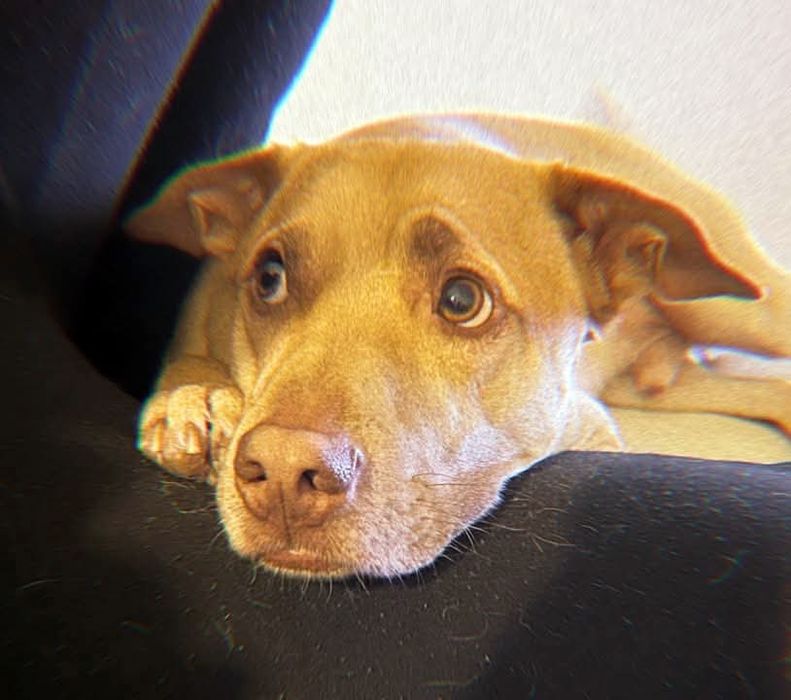 Caozinho para adopção responsável