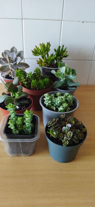 Colecção de Suculentas 8 variedades