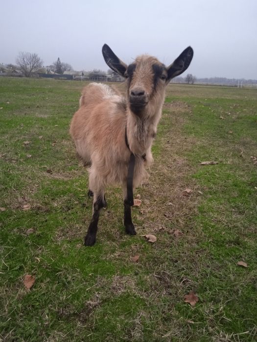 Продам котних коз