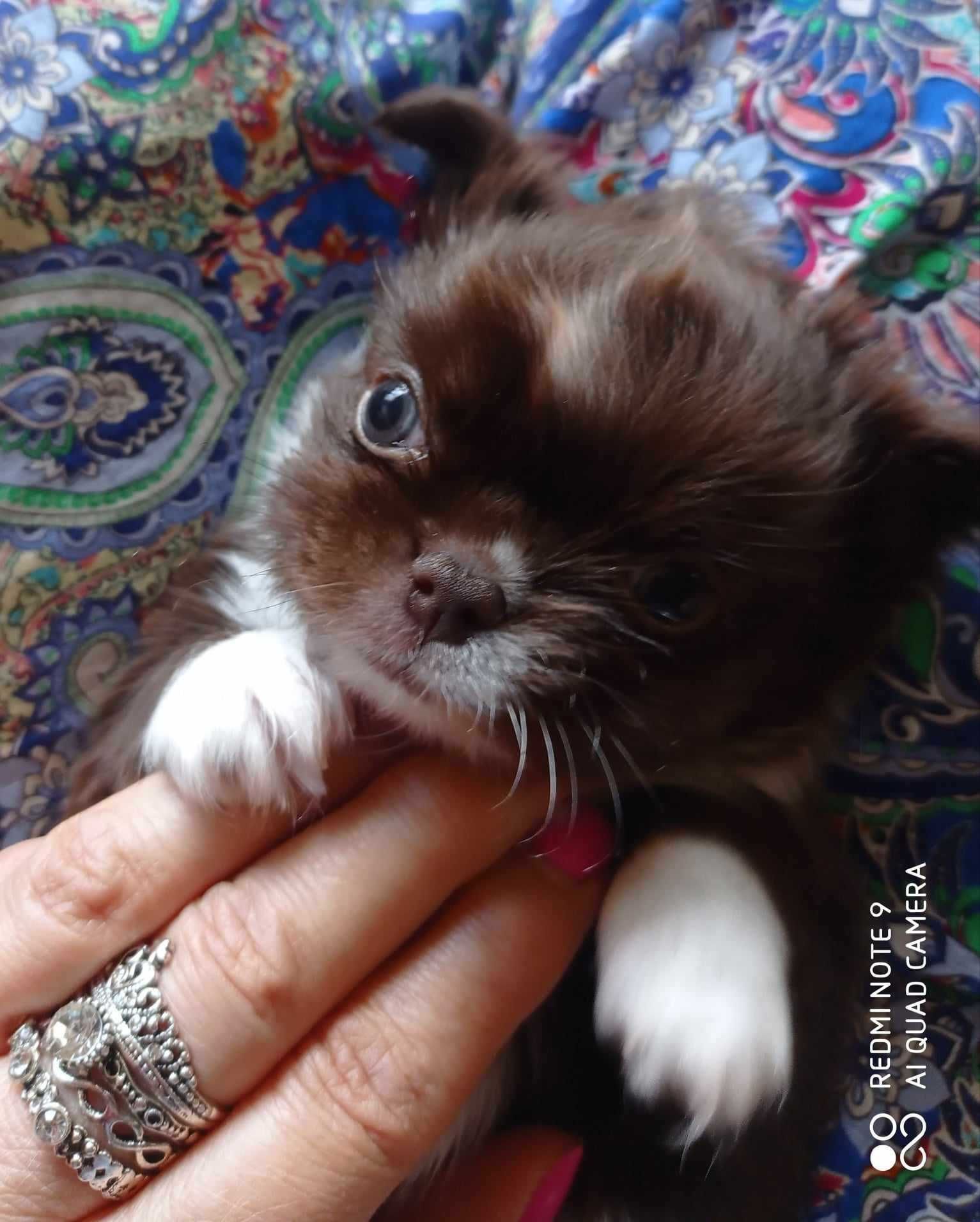 Chihuahua długowłosy piesek z metryką ZKwP/FCI