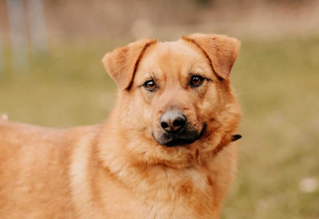 Piękny Enter poleca się do adopcji