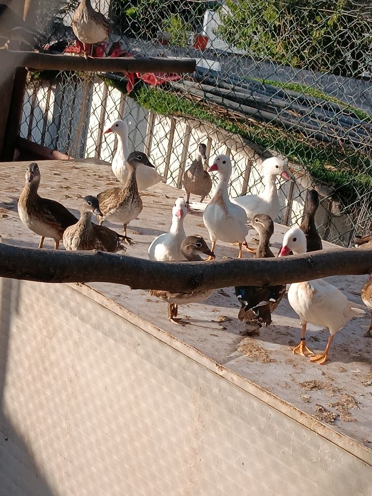 Patos ornamentais 2025