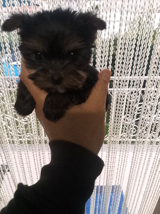 Yorkshire mini disponível