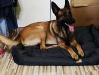 Zeus w typie owczarka belgijskiego (malinois) potrzebuje nowego domu!
