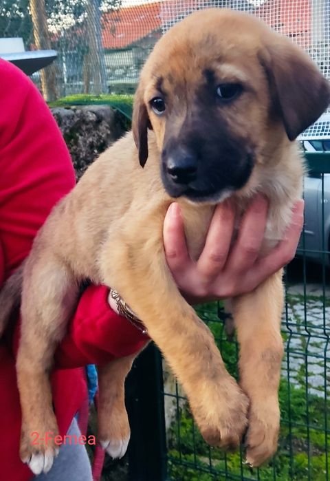 Cadelinhas para adoção