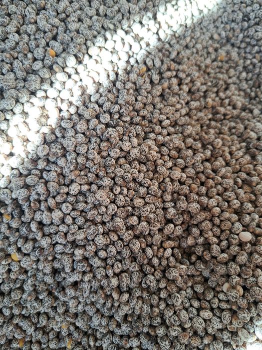 Łubin żółty Salut slodki szerokolistny