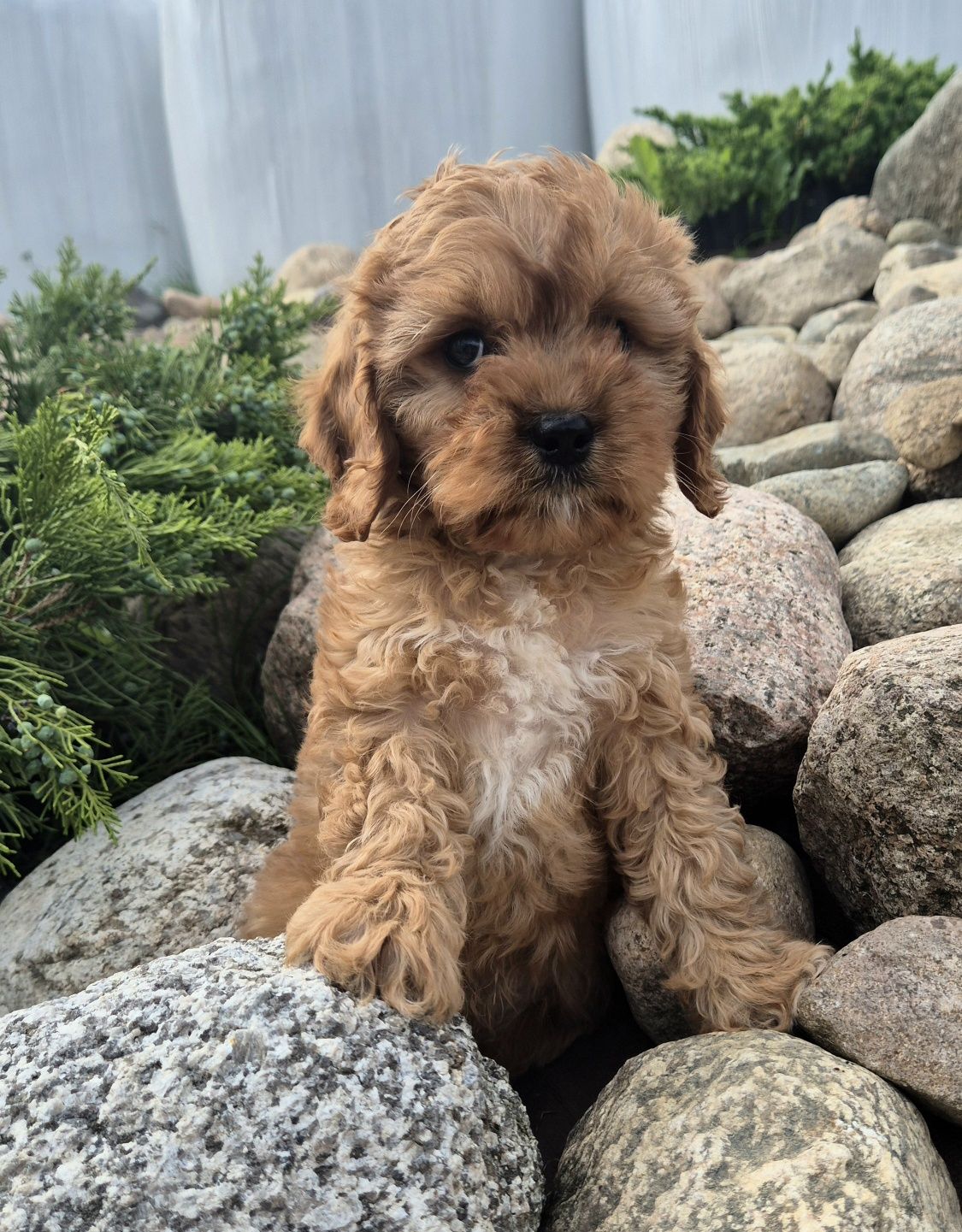 Cavapoo Samczyk hybryda ras