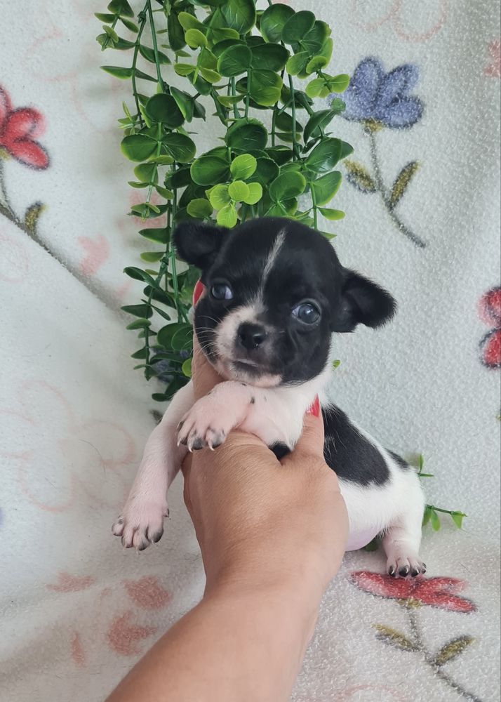 Excelente menino chihuahua/chiuaua linhagem Russa.Qualid