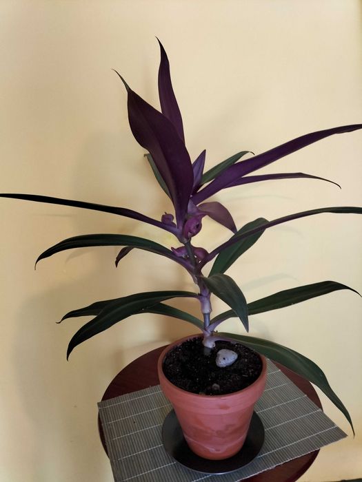 Sprzedam REO MEKSYKANSKIE - B. ladny ! Zdrowy ! Duzy ! SUPER CENA !!!