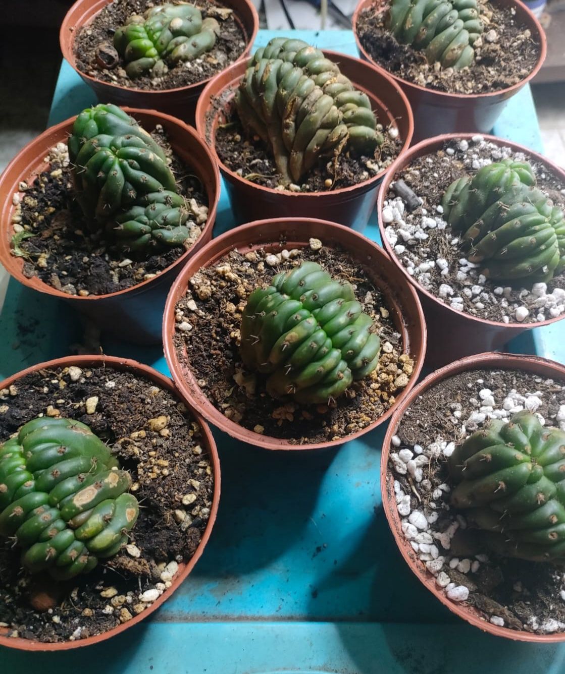 Trichocereus pachanoi crested