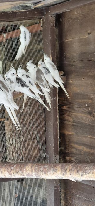 Sprzedam papugi nimfy