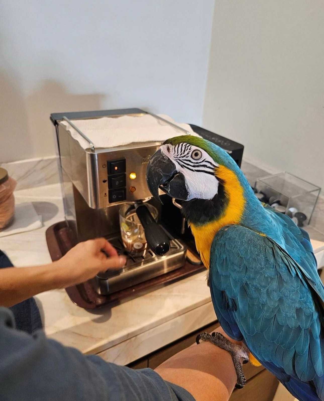 Ручной говорящий попугай Ара - лучший говорун птенцы выкормыши