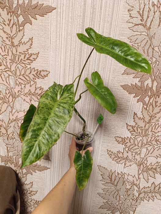 Филодендрон монстера Amydrium silver medium,Пінатум варієгатна, Білліт