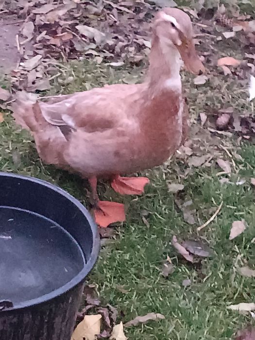 Kaczki Staropolskie-Para