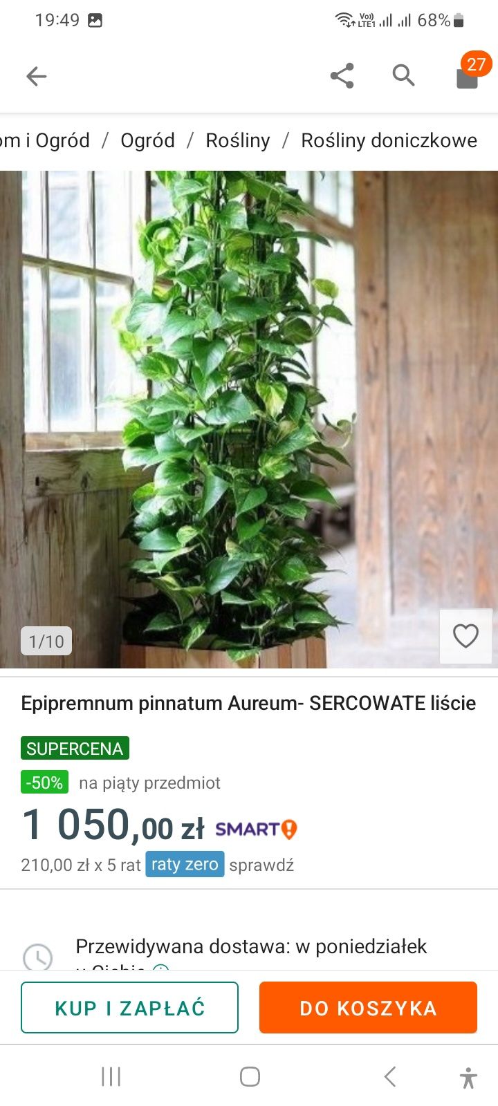 Sprzedam kwiatka Epipremnum pinnatum Aurenn