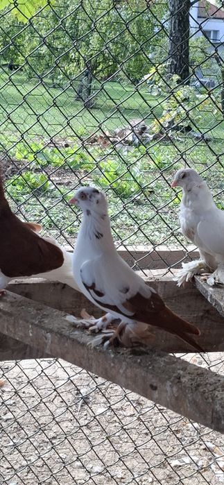 Sprzedam parę gołebi winer posiadam również inne rasy