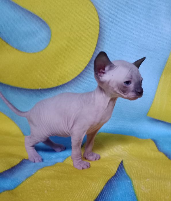 Сфінкс,Канадський, хлопчик