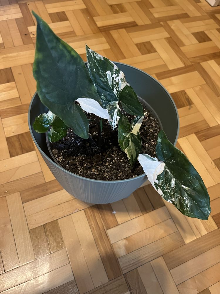 Syngonium emerald gem variegata xl