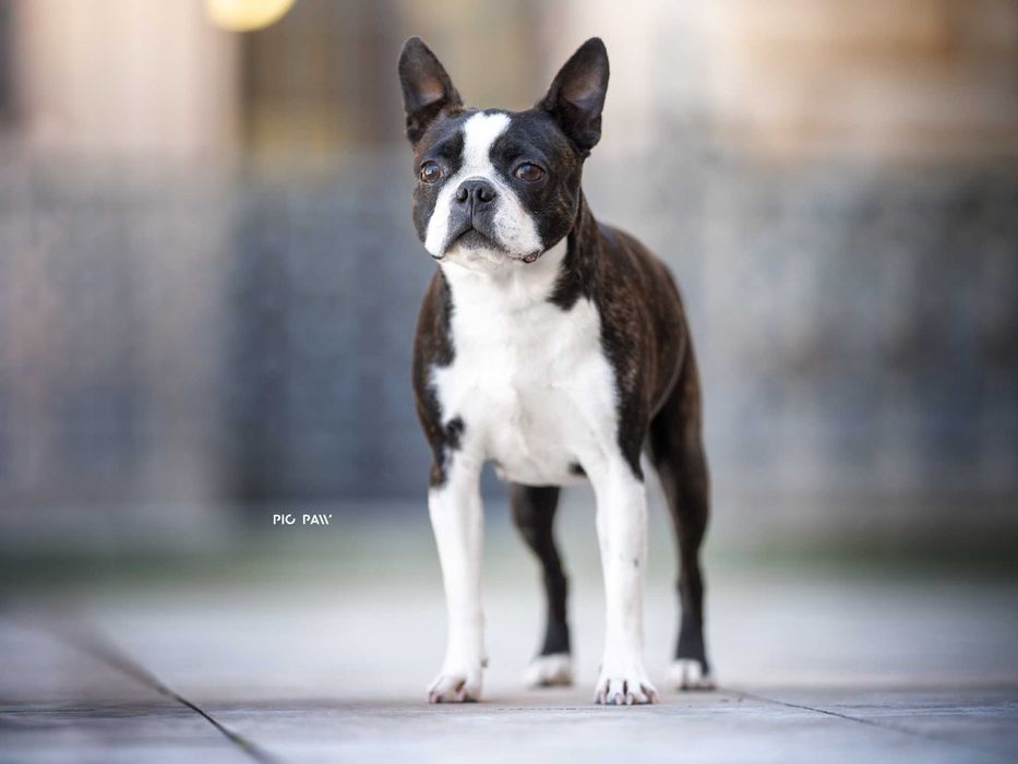 Boston Terrier - Planowane Mioty- Listopad 2025- ZKwP/FCI o/Wrocław