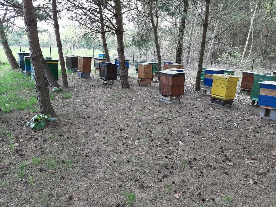 MIÓD LEŚNY z własnej pasieki naturalny orginał