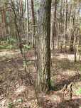 1,38 ha działka leśna w Leżajsku - sprzedam
