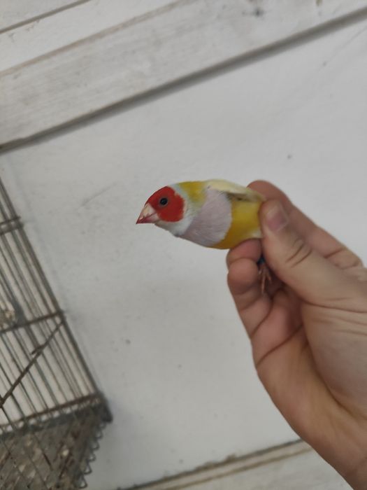 Diamante de gould