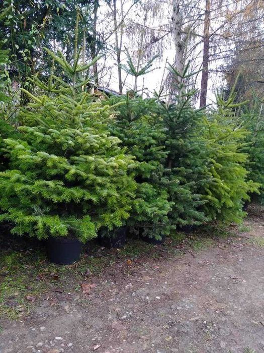 Jodła kaukaska oraz gałęzie