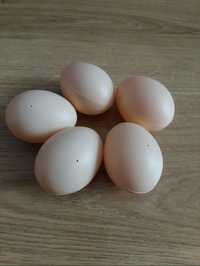 Jaja podkładowe kurze 5 szt. Jajka podkładowe