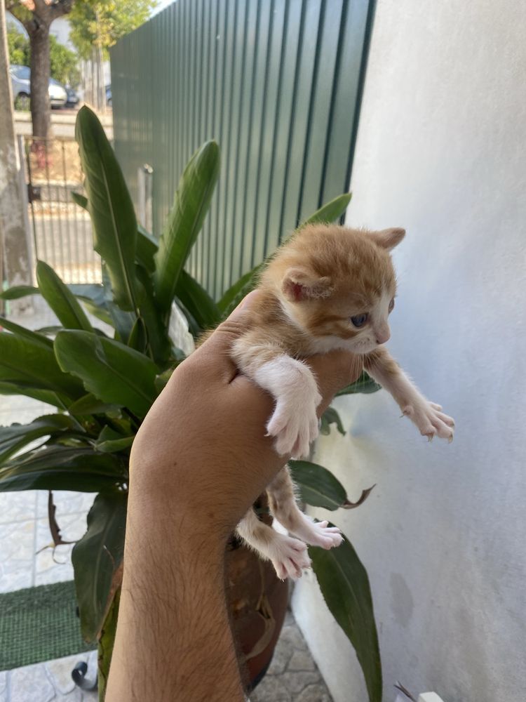 Adota-se gatos bebes!