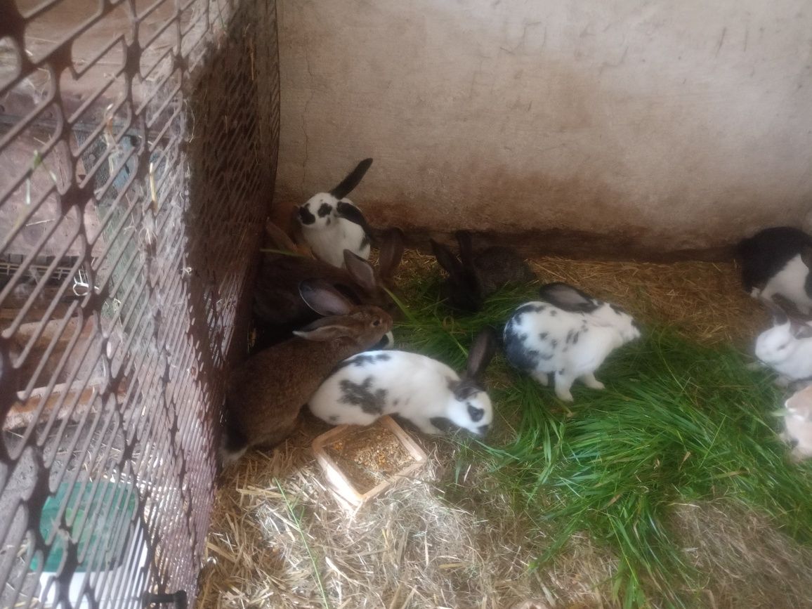 Króliki młode samiczki i samce