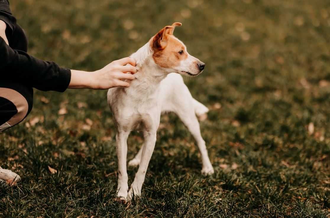 Diesel - uroczy psiak w typie Jack Russell Terriera szuka domu!!!
