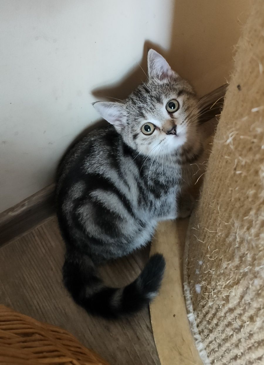 Kocurek brytyjski pręgowany Whiskas kocięta kotek