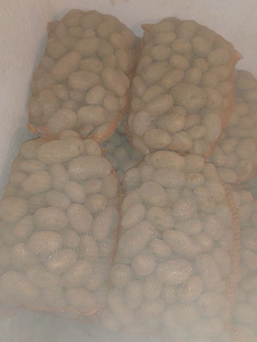 Ziemniaki jadalne  Melody 50+