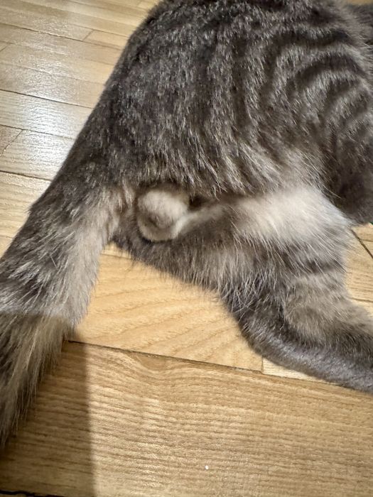 Знайдено кота, Берестейська, 5-6 місяців