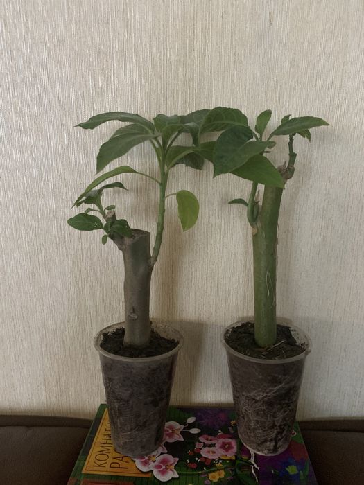 Бругмансия махровая белая розовая желтая