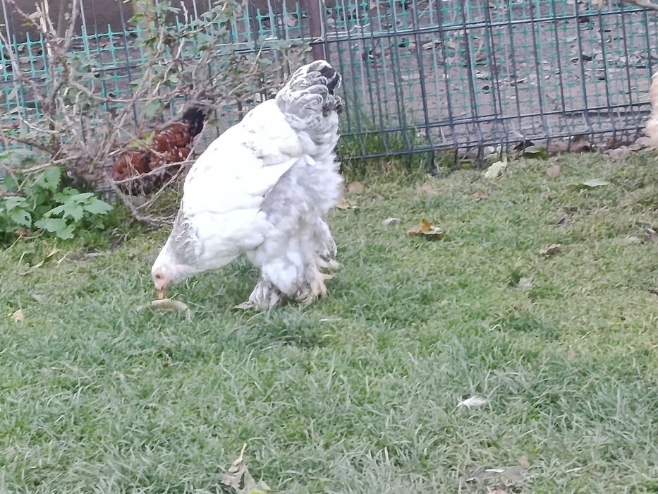 Brahma olbrzymia kury i koguty 2025