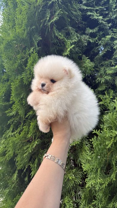 Хлопчик Ведмедик шпиць