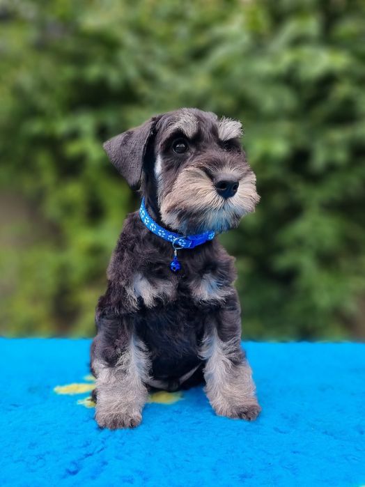 Цуценята цвергшнауцера