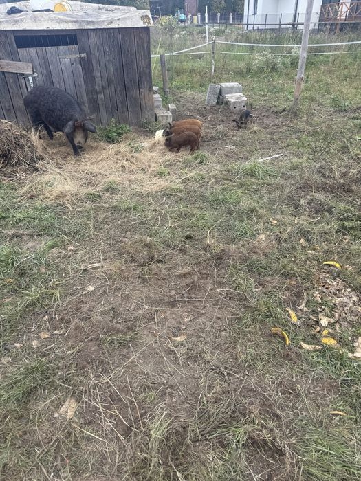 Mangalica wegierska świnia pastwiskowa