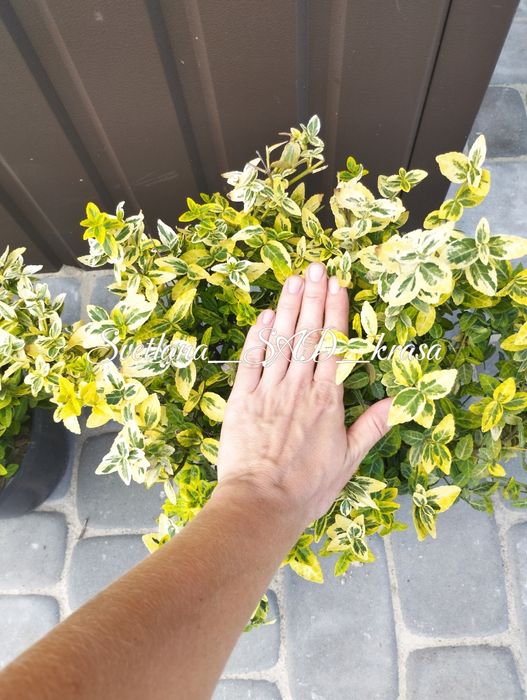 Бересклет форчуна, Бруслина бересклет форчуна жовтий Емеральд голд